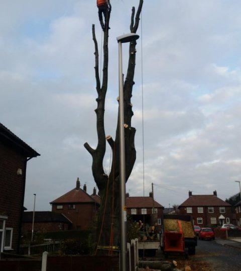Tree Removal