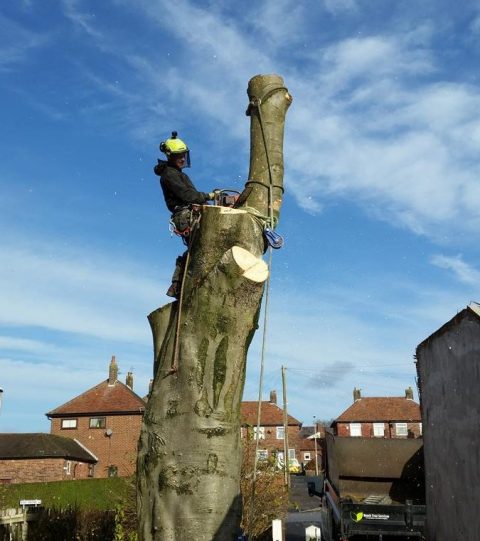 Tree Surgery near me