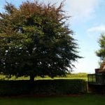 tree removal skelmersdale