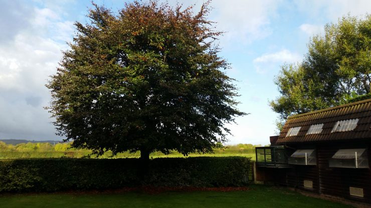 tree removal skelmersdale