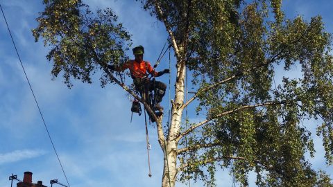 Tree Removal Ormskirk