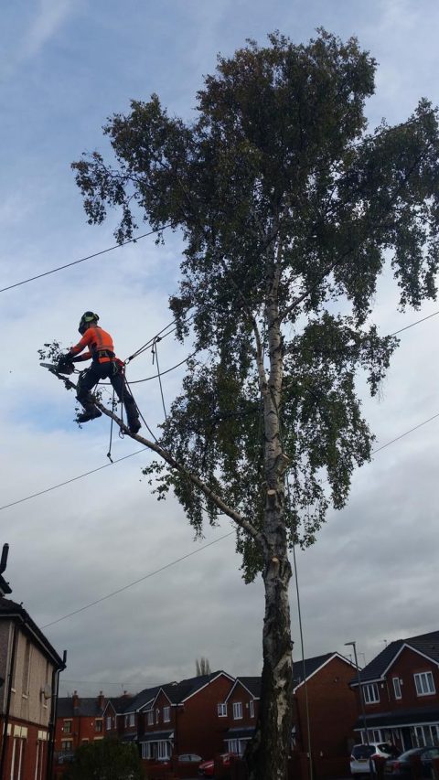 tree work in bolton