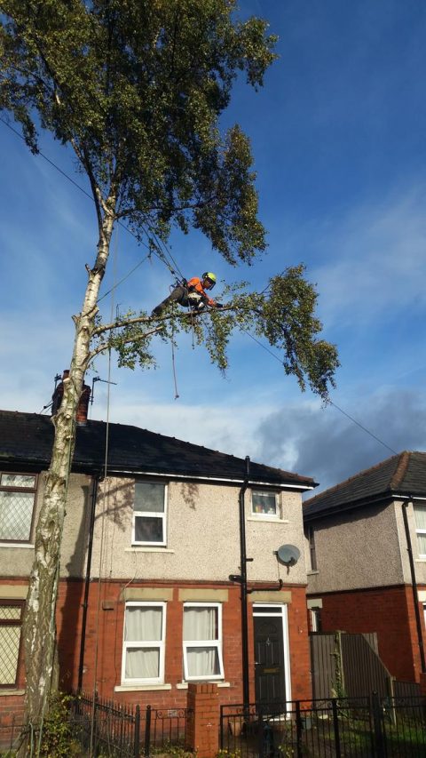 Tree Surgeon in Chorley