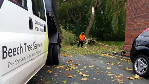 Tree Surgeon in Leigh