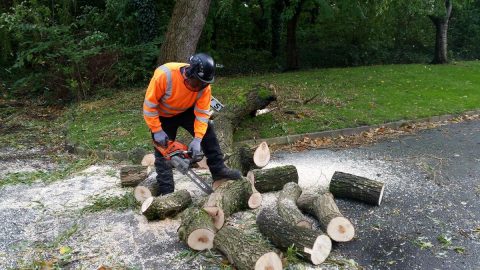 Tree surgeon in chorley