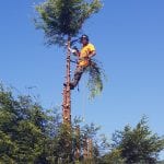 tree removal altrincham