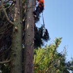 tree removal near me