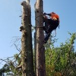 Tree Surgeon in Leigh