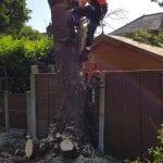 tree removal company altrincham