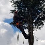 tree surgeons near me