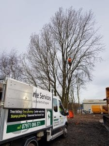 tree surgeons