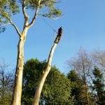tree surgeon near me