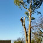 tree surgery near me