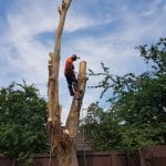 tree surgeon