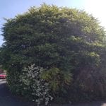 Tree Surgeons