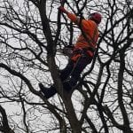 Tree Pruning Chorley