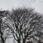 Tree Pruning Near Chorley