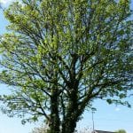 tree pruning