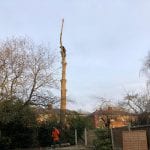 tree removal in