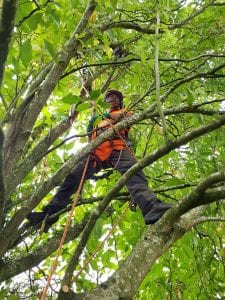 tree pruning st helens