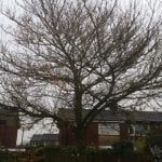 Tree Pruning Formby