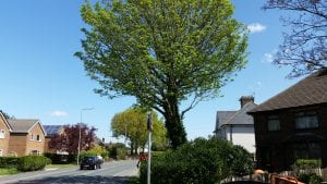 Tree Pruning