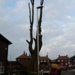 tree surgeons