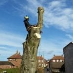 tree removal