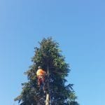 tree removal