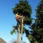 removing tree