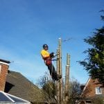 tree removals