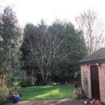tree removal manchester