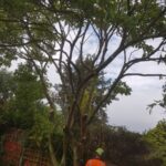 manchester tree pruning