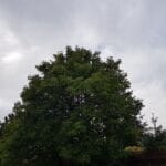 tree pruning manchester