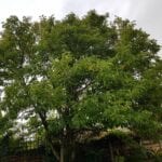 tree surgeons manchester