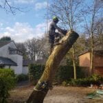 tree surgeons aughton