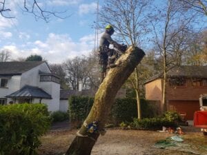 tree surgeons aughton