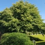 tree pruning wigan
