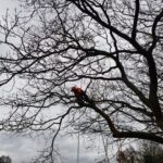 tree surgeons hindley