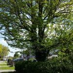 tree surgeons aughton