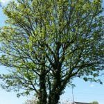aughton tree surgeons