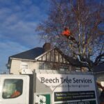 tree surgeons