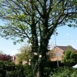hindley tree surgeons