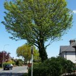 tree surgery aughton