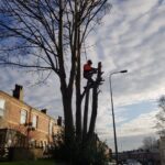 tree surgeons in hindley