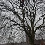 maghull tree surgeons