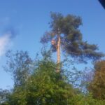 tree removal
