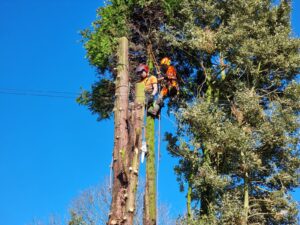 tree surgeon hale barns