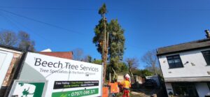 tree surgeon