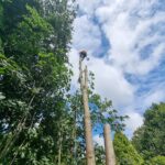 tree felling